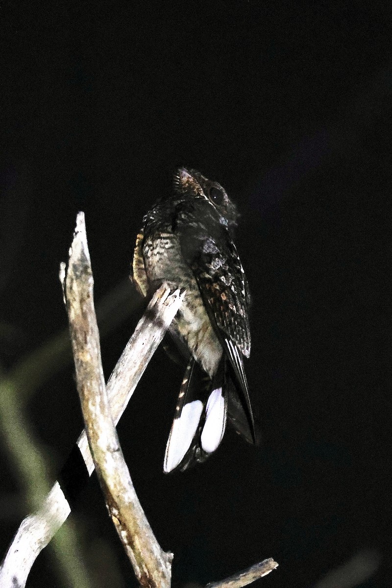 Fiery-necked Nightjar - ML645547805