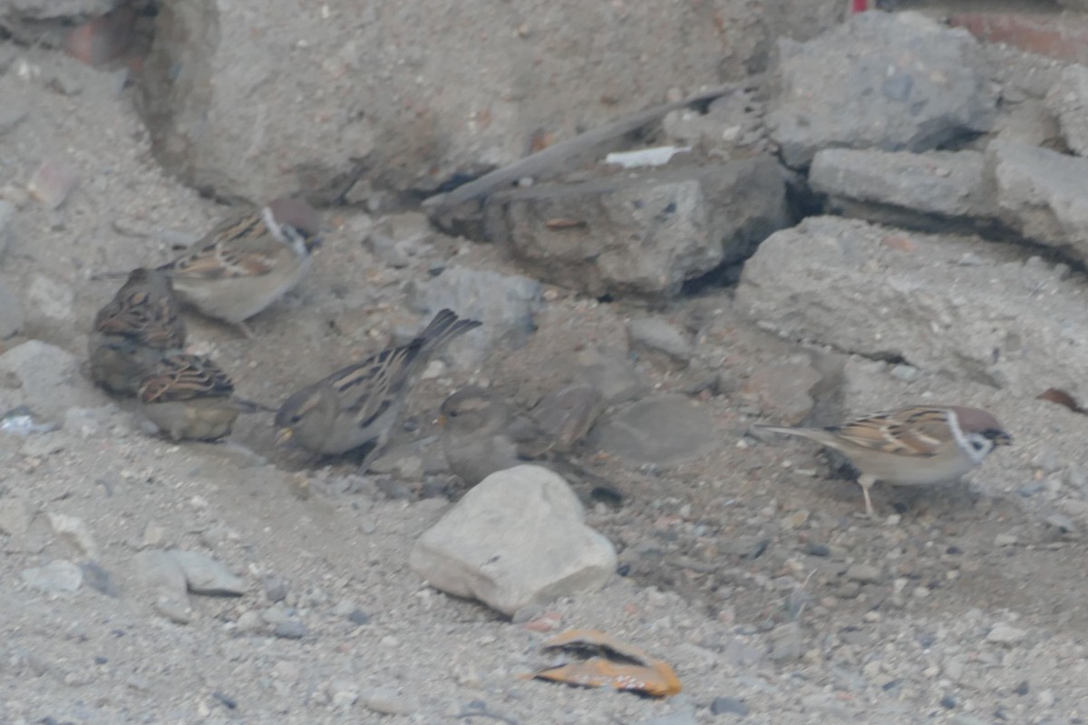 Gorrión Molinero - ML645547806