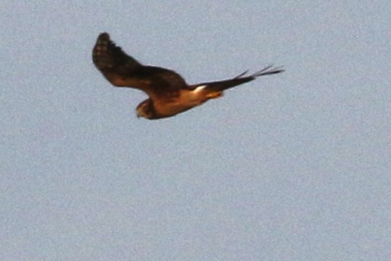 Northern Harrier - ML645547813