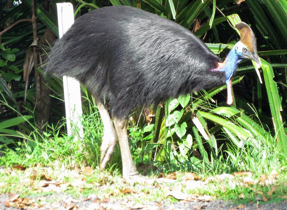 Southern Cassowary - ML645547814