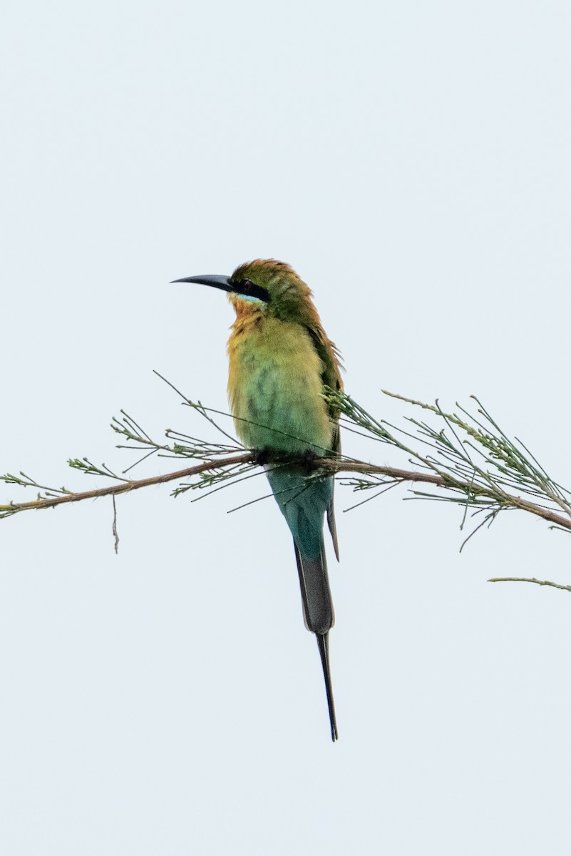 Blue-tailed Bee-eater - ML645547819