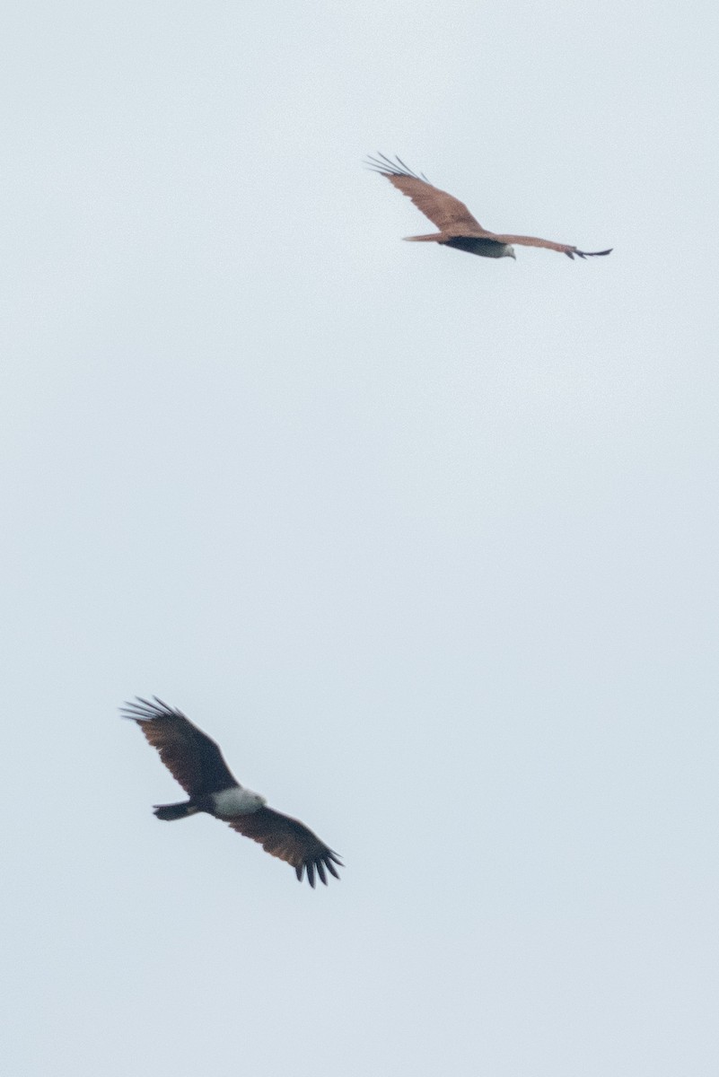 Brahminy Kite - ML645547822