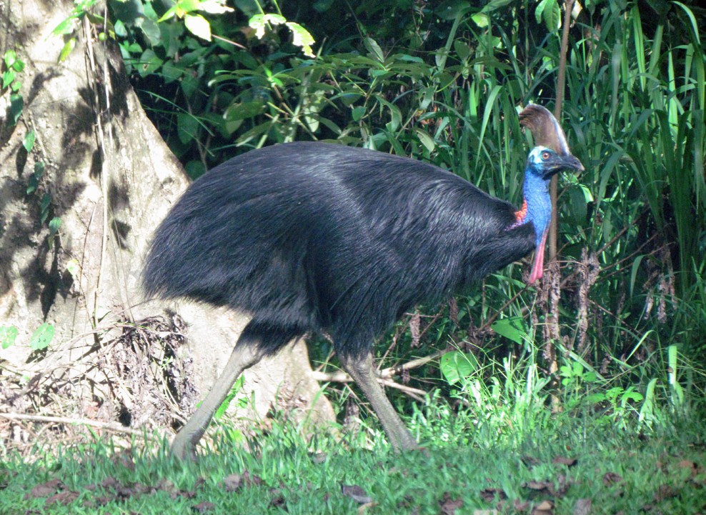 Southern Cassowary - ML645547824