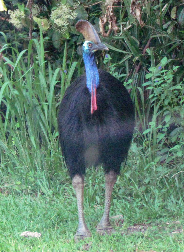 Southern Cassowary - ML645547830