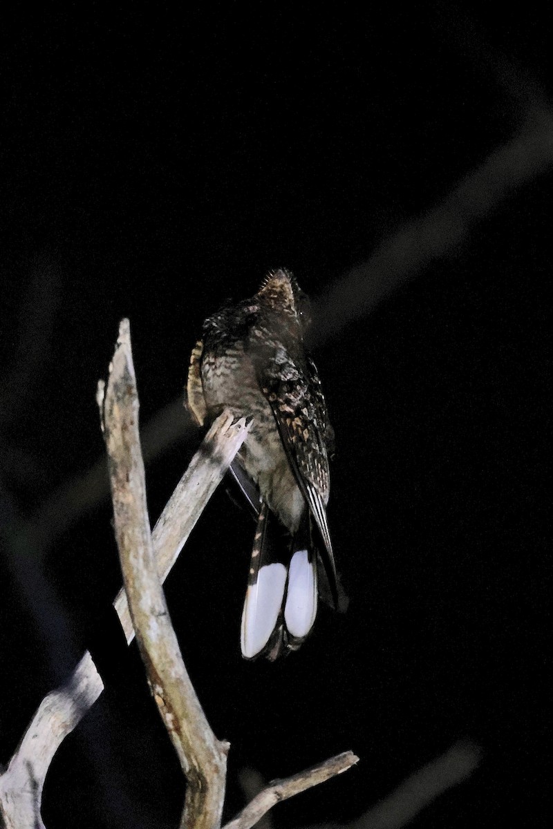 Fiery-necked Nightjar - ML645547831