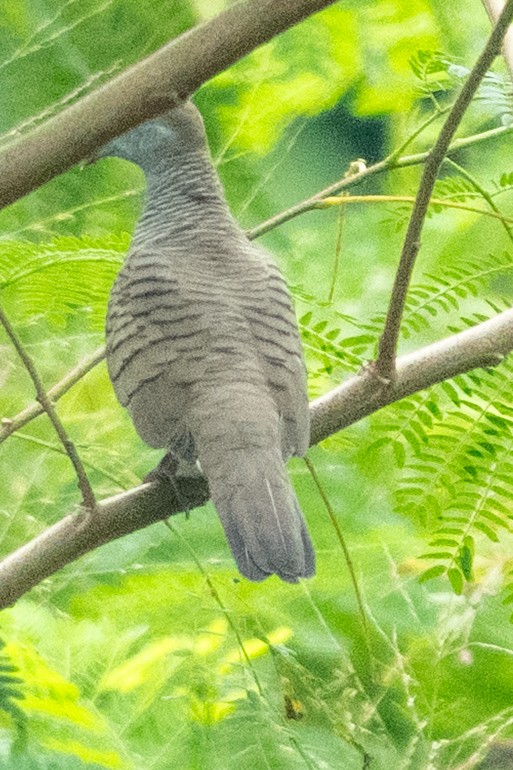 Zebra Dove - ML645547832