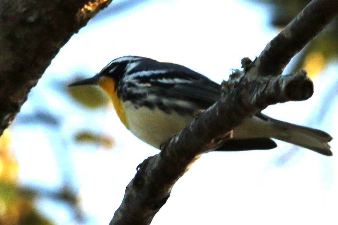 Yellow-throated Warbler - ML645547835