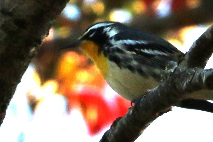 Yellow-throated Warbler - ML645547836