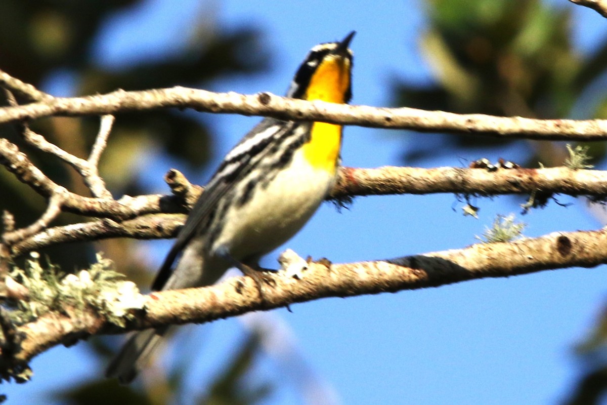 Yellow-throated Warbler - ML645547837