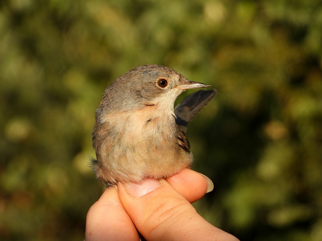 Menetries's Warbler - ML645547847