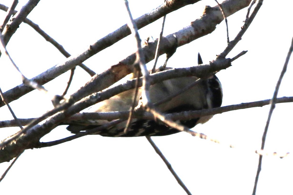 Downy Woodpecker - ML645547849