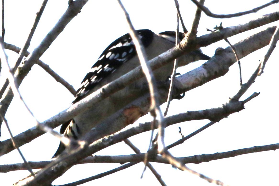 Downy Woodpecker - ML645547850
