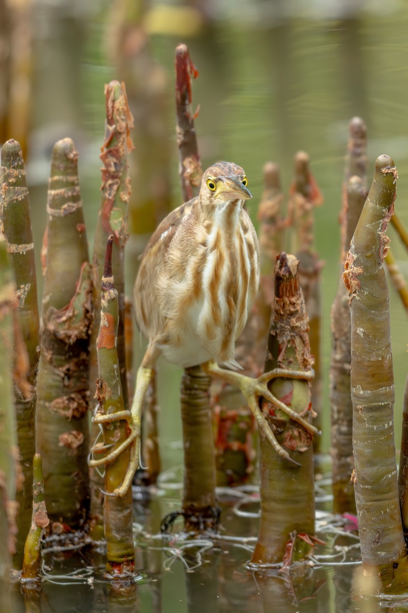 Yellow Bittern - ML645547852