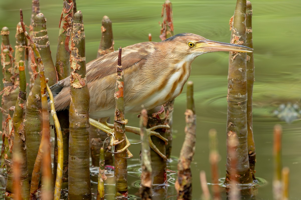 Yellow Bittern - ML645547853