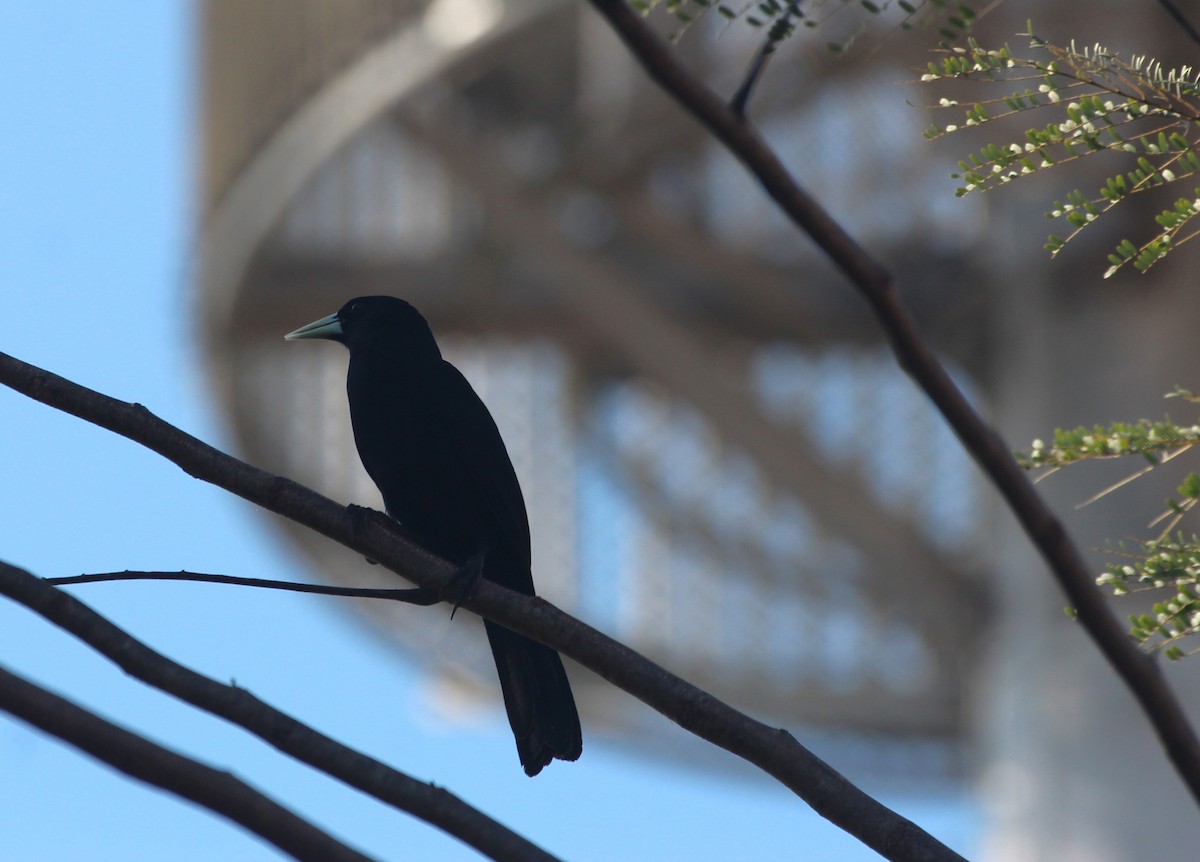 Solitary Black Cacique - ML645547877