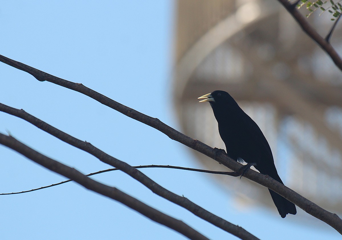 Solitary Black Cacique - ML645547878