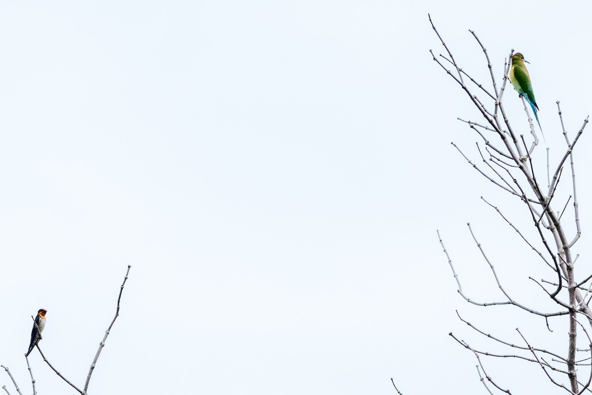 Blue-tailed Bee-eater - ML645547882