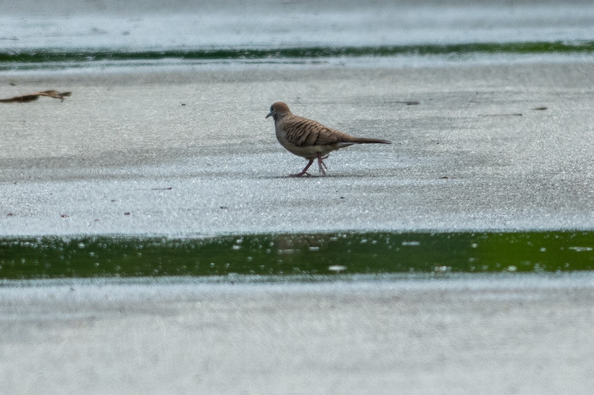 Zebra Dove - ML645547896