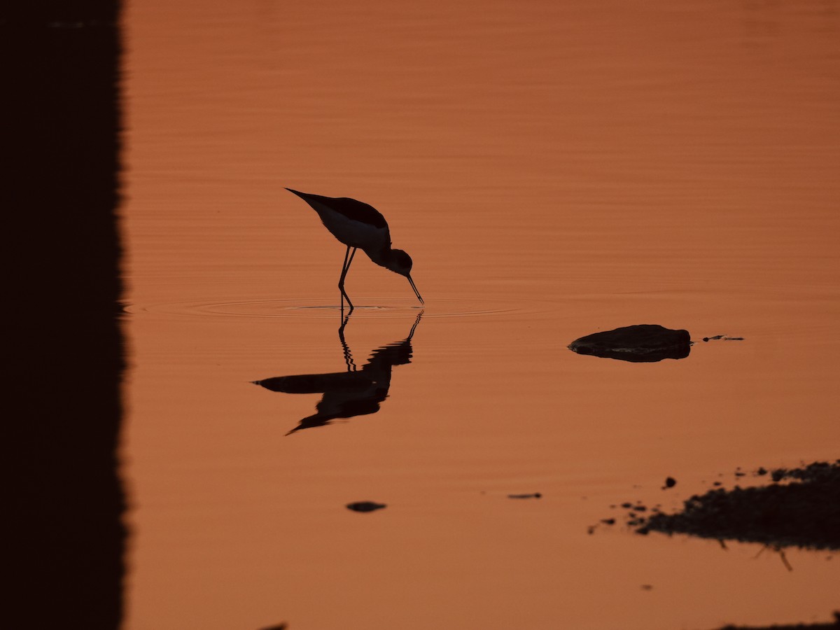 Black-winged Stilt - ML645547898