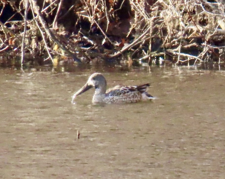 Northern Shoveler - ML645547906
