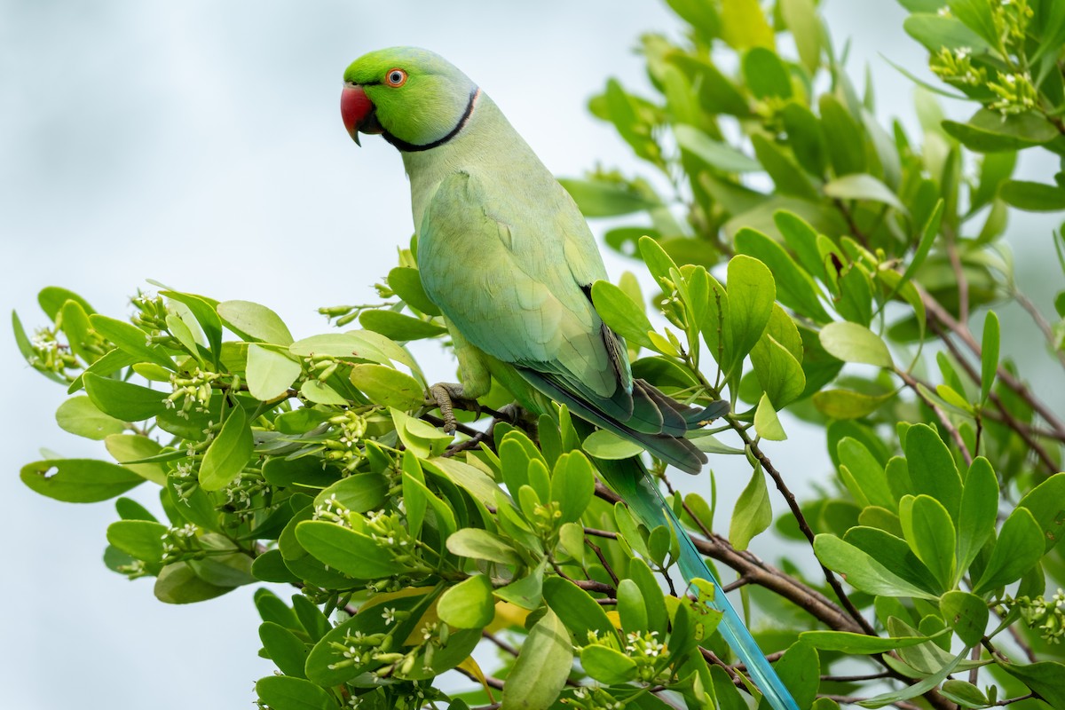 Rose-ringed Parakeet - ML645547907