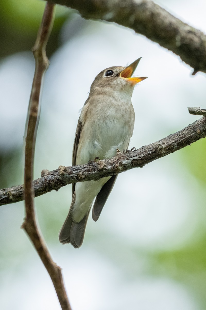 Asian Brown Flycatcher - ML645547913