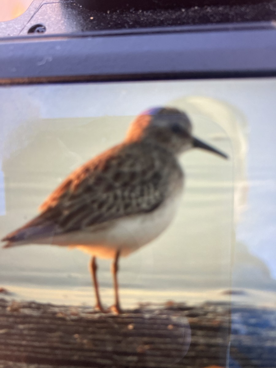 Least Sandpiper - ML645547914