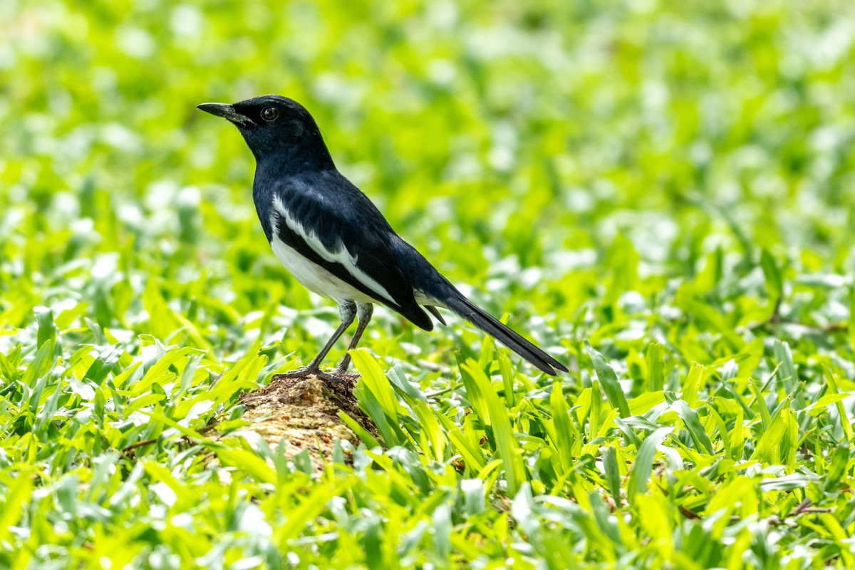 Oriental Magpie-Robin - ML645547917