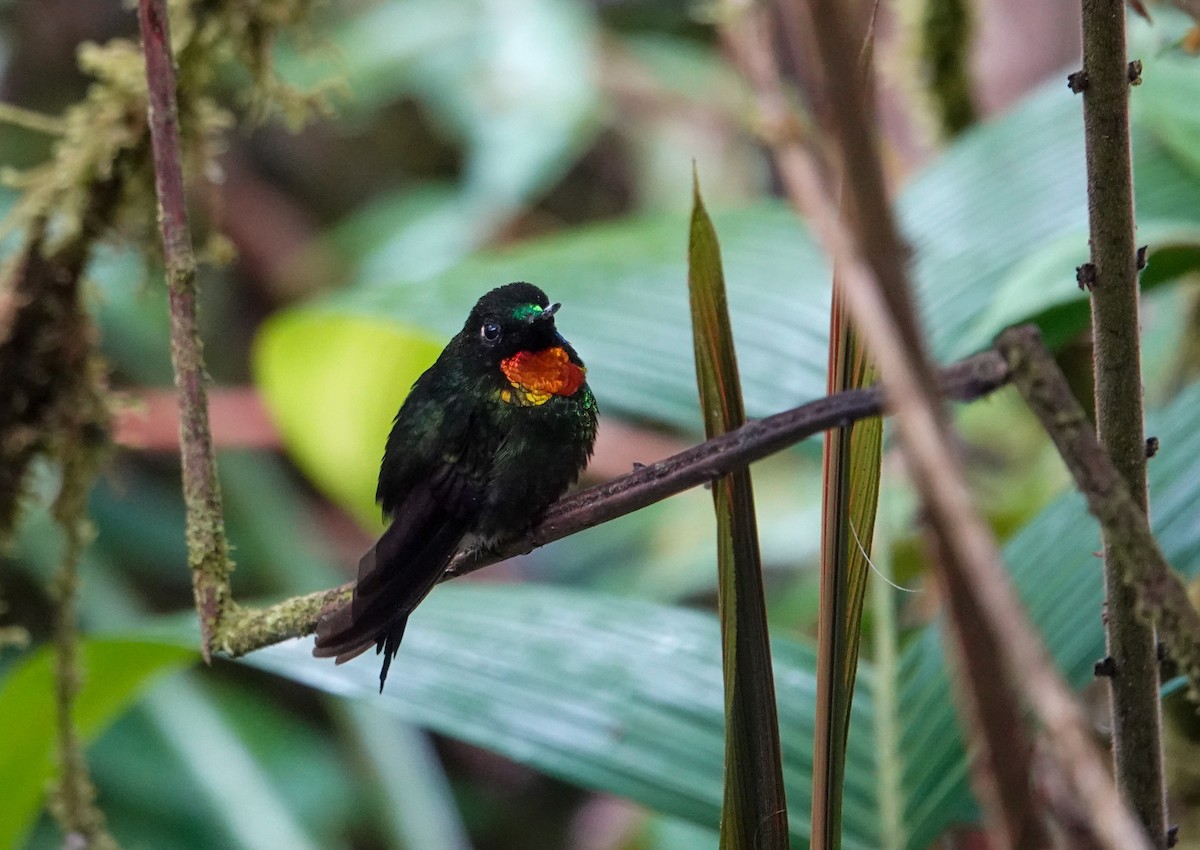 Little Sunangel - ML645547919