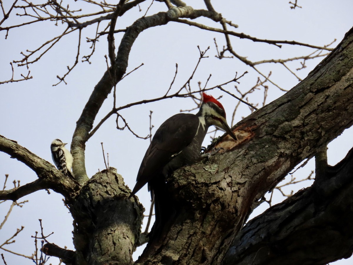 datel chocholatý - ML645547928