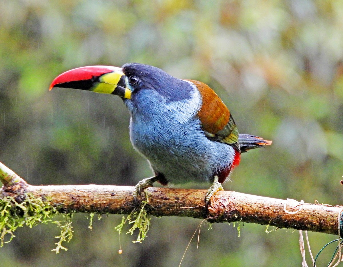 lavendeltukan - ML645547931