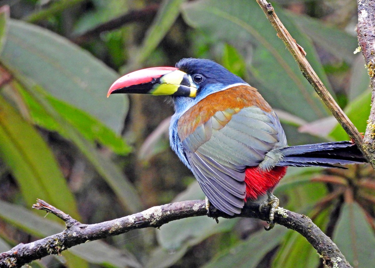 lavendeltukan - ML645547932