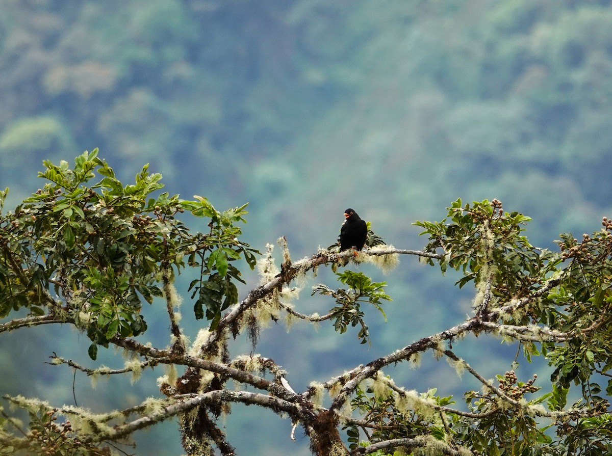 Glossy-black Thrush - ML645547939