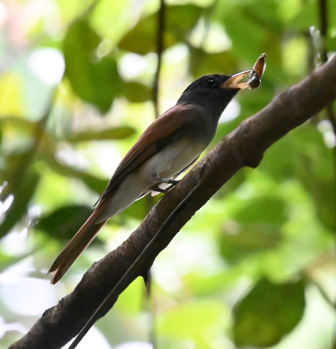 japanparadismonark - ML645547944