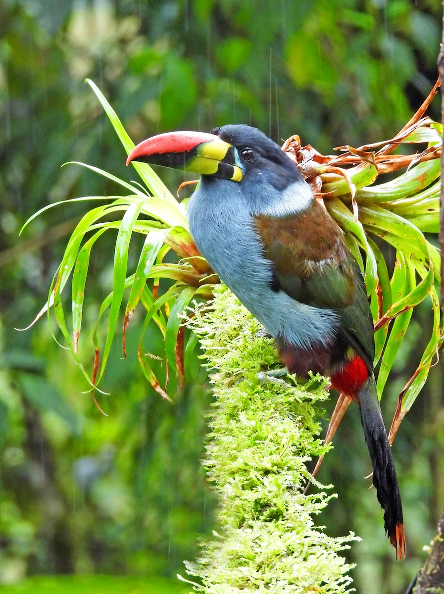 lavendeltukan - ML645547948