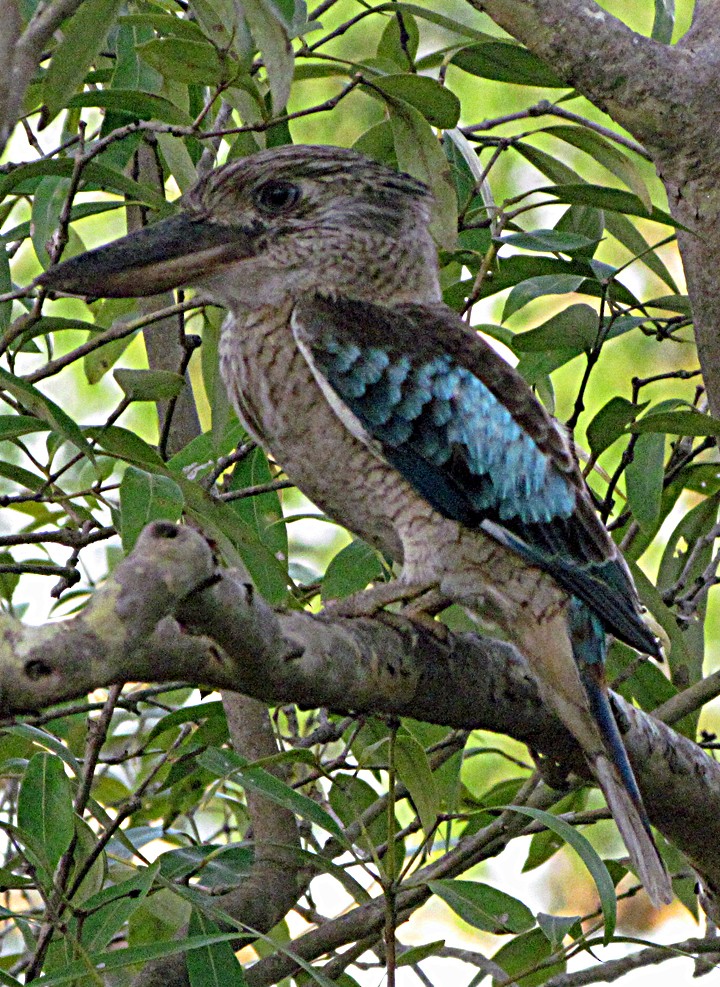 Cucaburra Aliazul - ML645547961