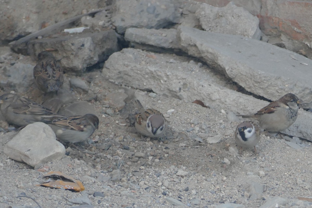 Gorrión Molinero - ML645547972