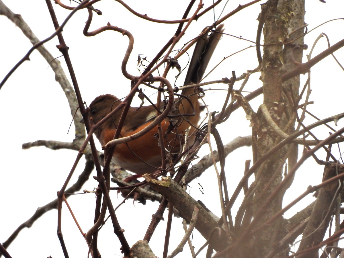 Eastern Towhee - ML645547996