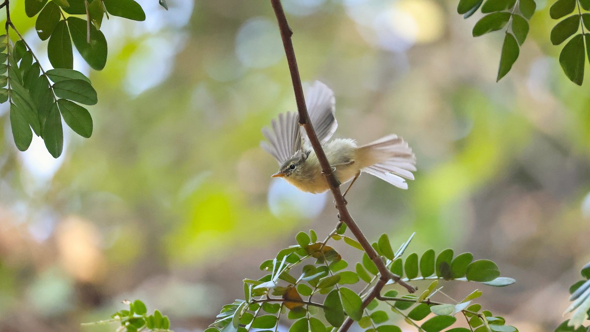 Greenish Warbler - ML645547997