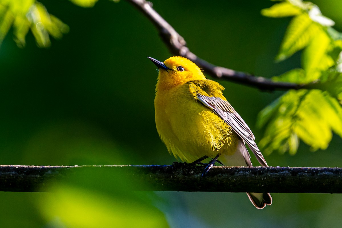 Лимонная червеедка - ML645548001