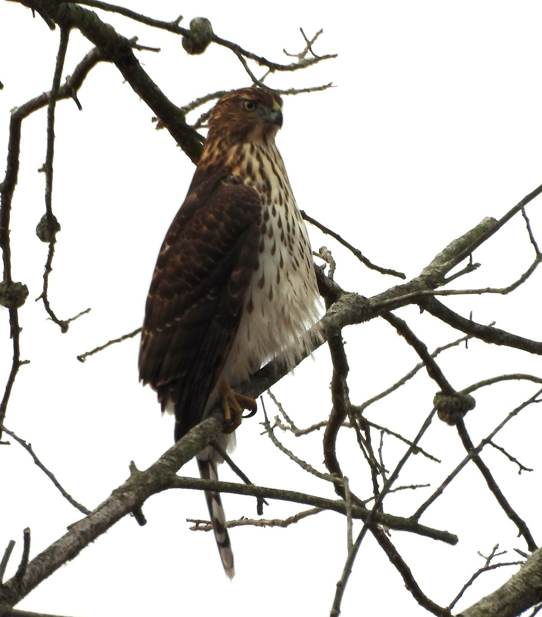 Cooper's Hawk - ML645548002
