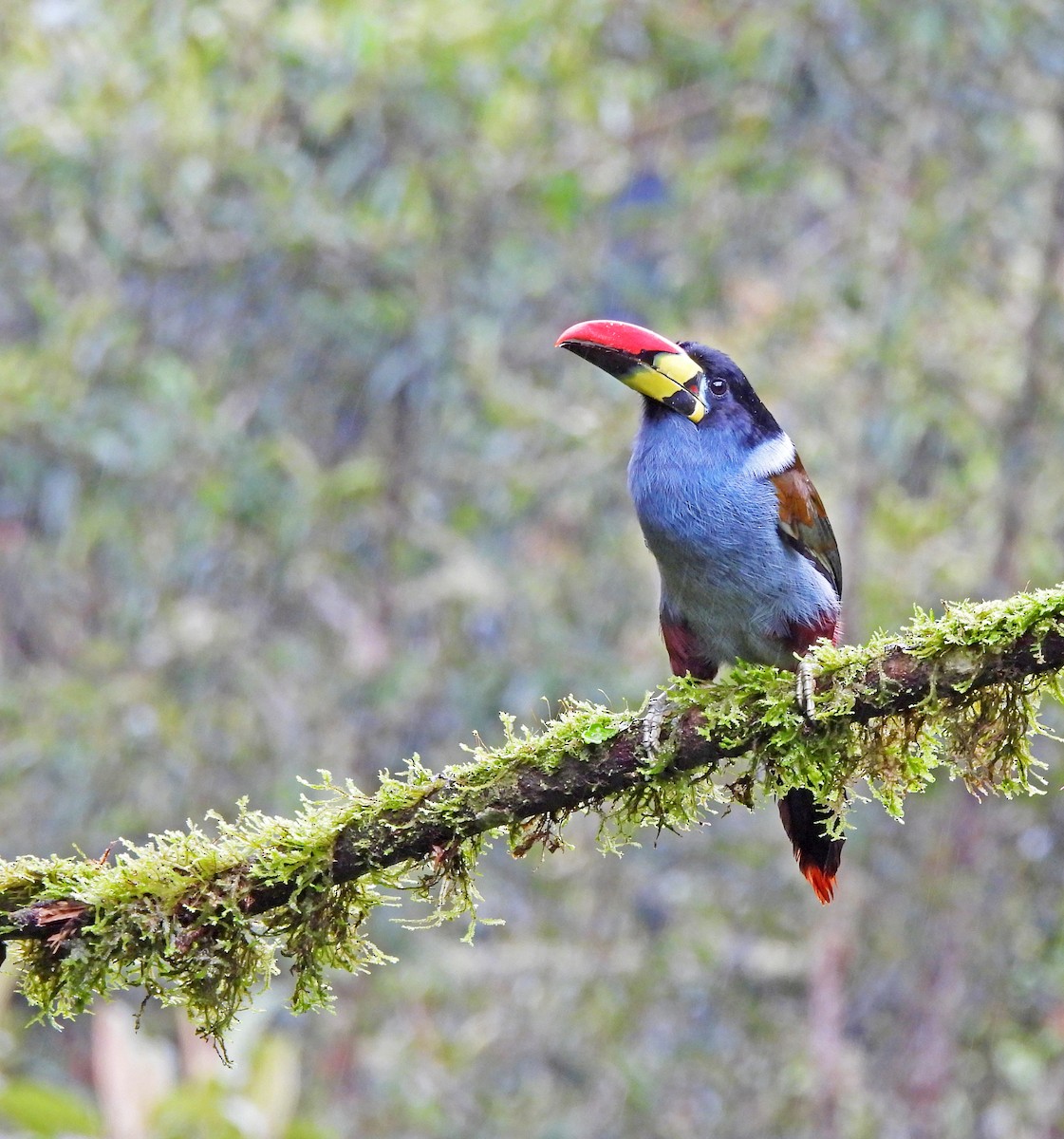 lavendeltukan - ML645548007