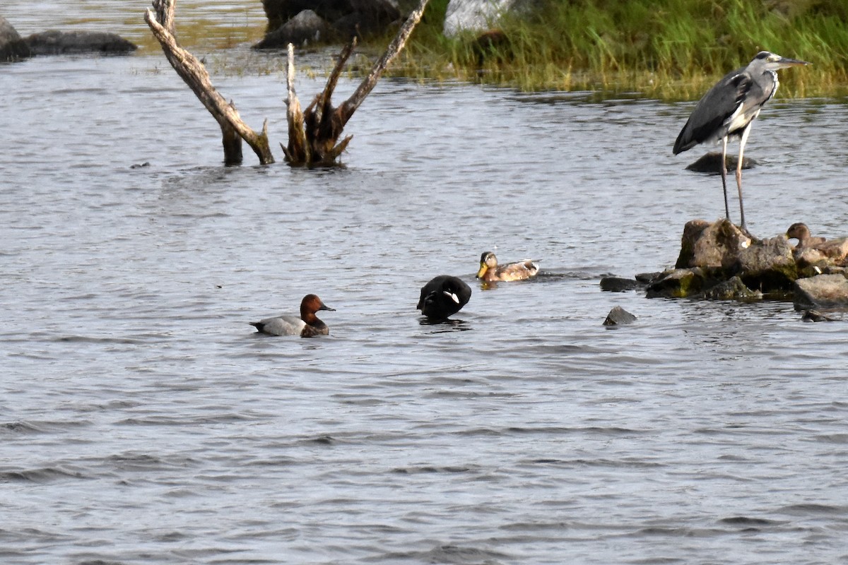 taffeland - ML645548008