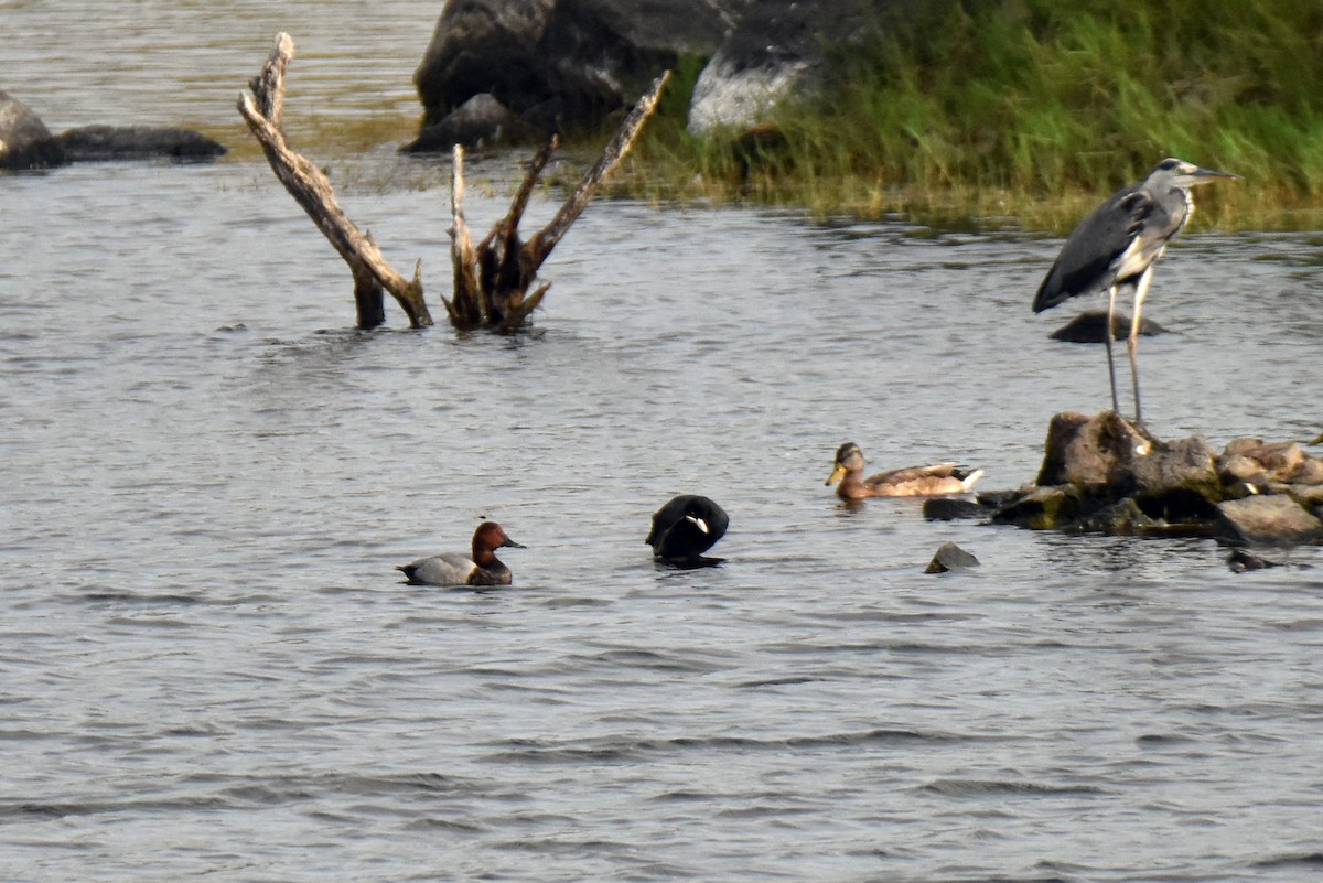 taffeland - ML645548009