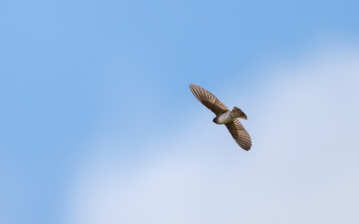 Bank Swallow - ML645548011