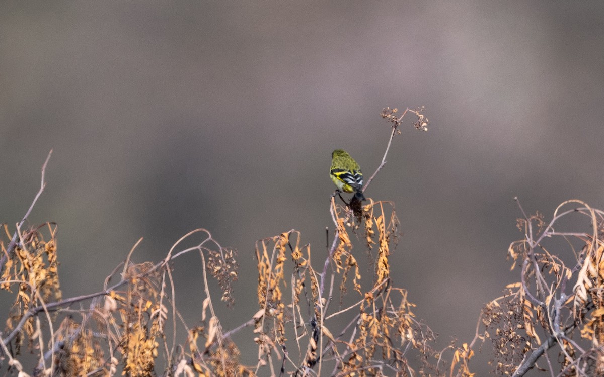 čížek jihoamerický - ML645548013