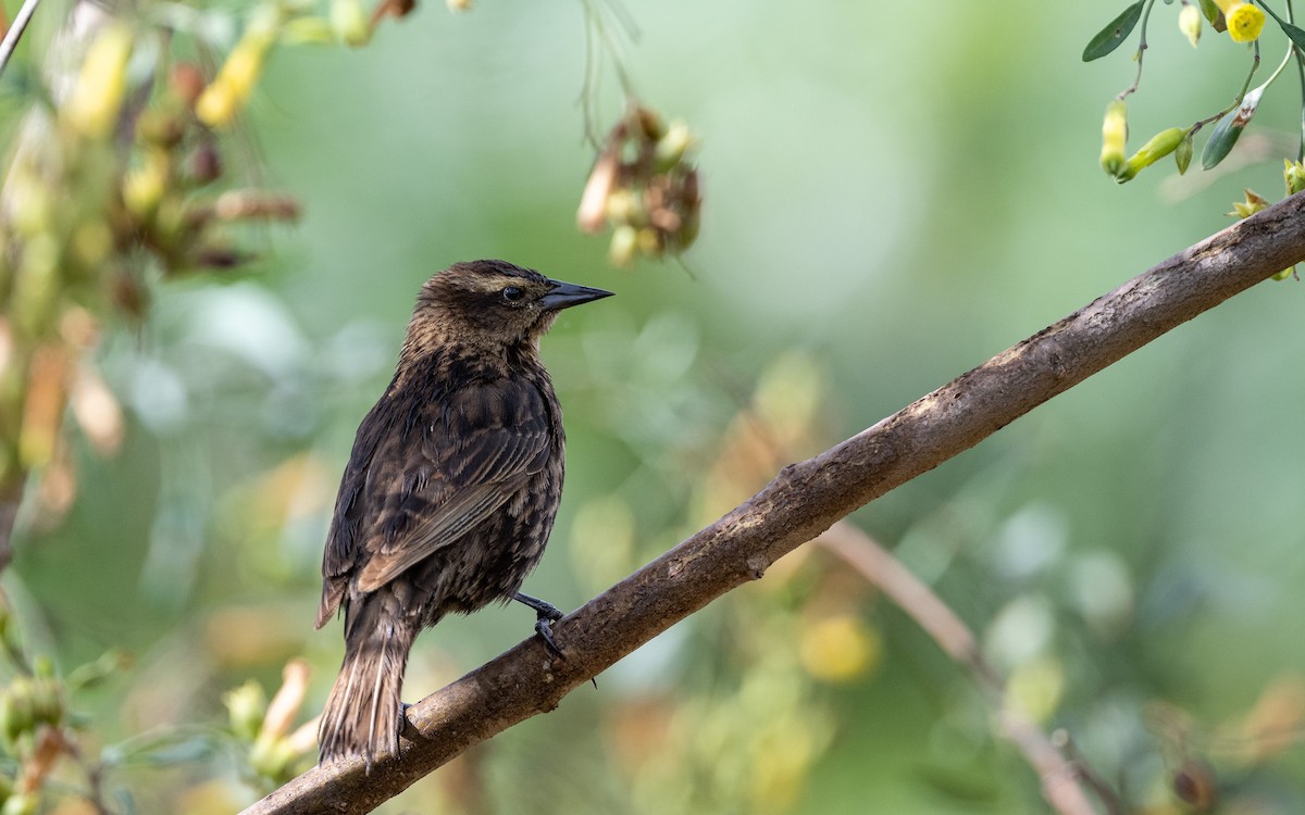 Yellow-winged Blackbird - ML645548018