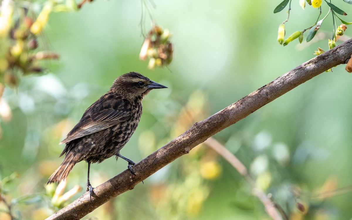Yellow-winged Blackbird - ML645548019