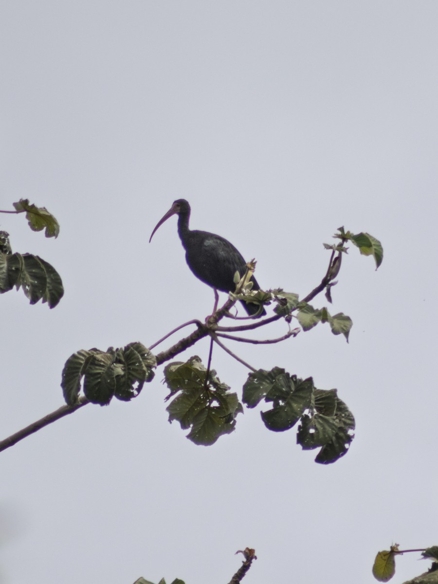 rødmaskeibis - ML645548022