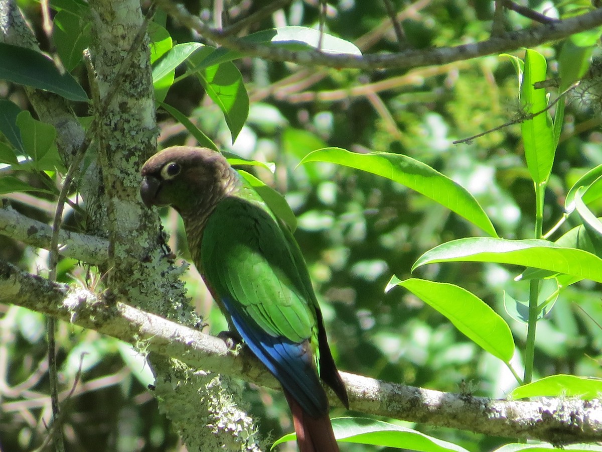 Green-cheeked Parakeet - ML645548030